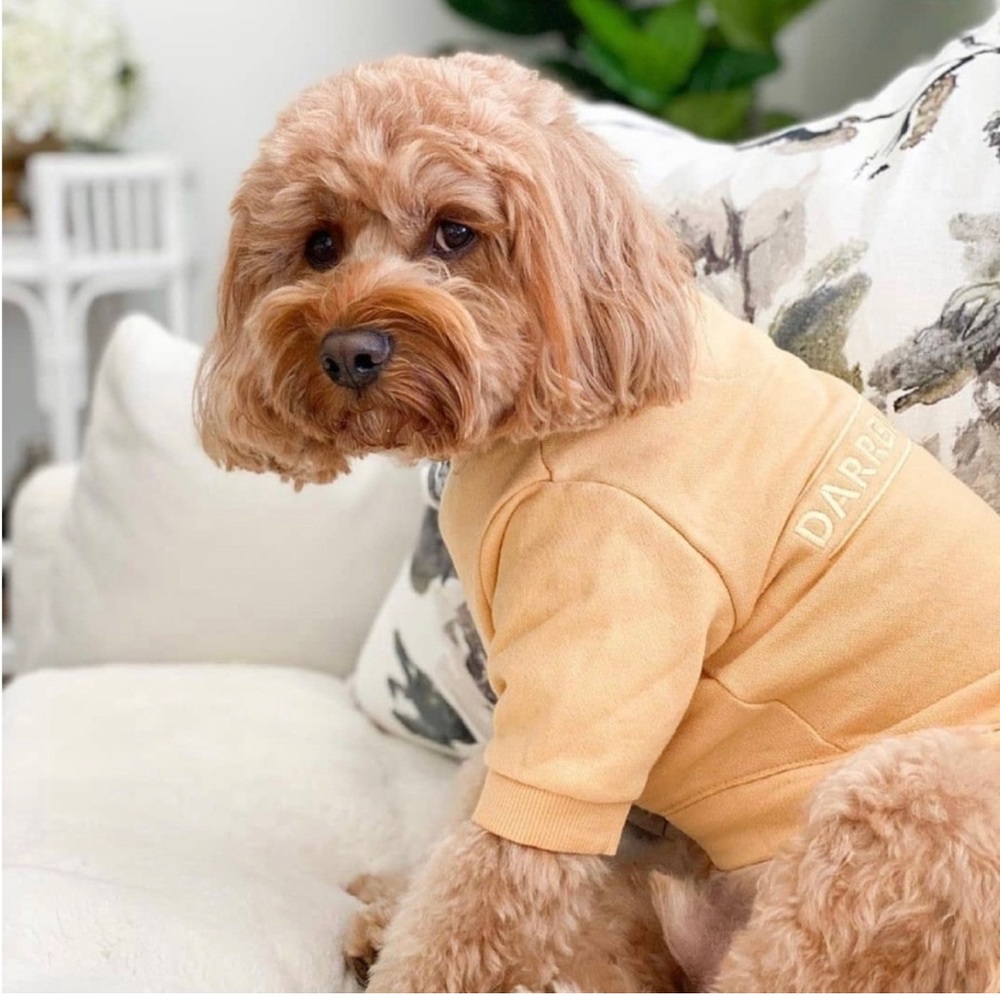 New Darren & Phillip Dog Sweatshirt, Yellow Size XXXS